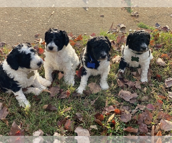 Medium Photo #1 Poodle (Standard) Puppy For Sale in CHARLOTTE, NC, USA