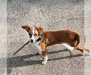Beagle-Unknown Mix Dogs for adoption in pomfret, CT, USA