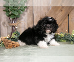 Small #2 Shih Tzu