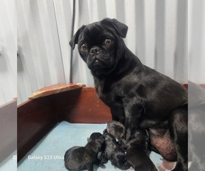 Mother of the Pug puppies born on 01/26/2026