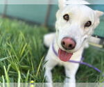 Small #2 German Shepherd Dog-Huskies  Mix