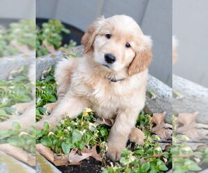 Golden Retriever Dogs for adoption in Germanton, TN, USA