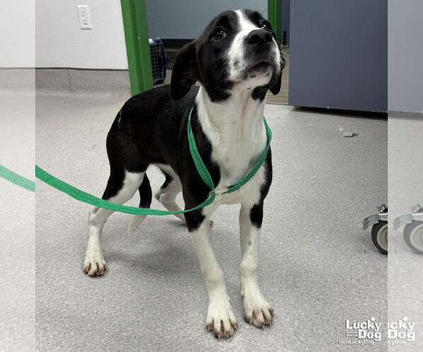 Medium Photo #8 Labrador Retriever-Unknown Mix Puppy For Sale in Washington, DC, USA