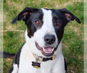 Orbit - Female Border Collie-Unknown Mix Dog for Adoption - Photo #10