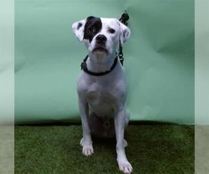 American Pit Bull Terrier Dogs for adoption in Downey, CA, USA