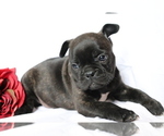 Small Photo #2 Faux Frenchbo Bulldog Puppy For Sale in SHILOH, OH, USA