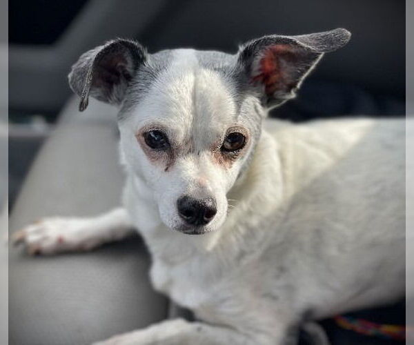 Medium Photo #1 Chiweenie Puppy For Sale in Claremore, OK, USA