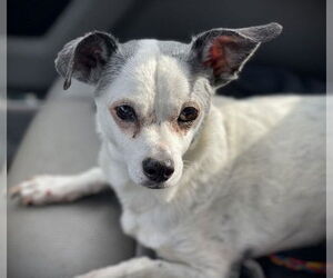 Chiweenie Dogs for adoption in Claremore, OK, USA