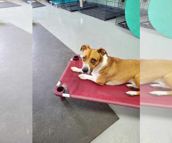 Medium Photo #11 Basset Hound-Unknown Mix Puppy For Sale in Hedgesville, WV, USA