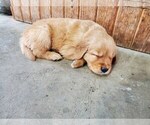 Small Photo #11 Golden Retriever Puppy For Sale in DAKOTA, MN, USA
