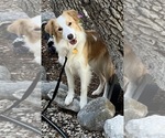 Small Photo #1 Border Collie Puppy For Sale in GIDDINGS, TX, USA