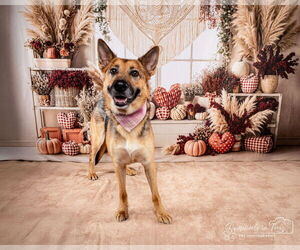 Siberian Husky-Unknown Mix Dogs for adoption in Aurora, CO, USA