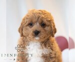 Small #3 Cavapoo (Miniature)
