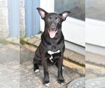 Small #1 Labrador Retriever Mix