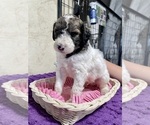 Small Photo #4 Poodle (Standard) Puppy For Sale in CRAIG, NE, USA