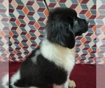 Small Photo #3 Newfoundland Puppy For Sale in BERESFORD, SD, USA