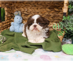 Shih Tzu Puppy for sale in SYRACUSE, IN, USA