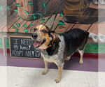 Small #2 Beagle-Bluetick Coonhound Mix