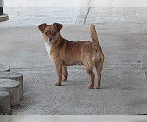 Chihuahua-Unknown Mix Dogs for adoption in Aurora, CO, USA