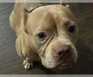 Bulldog-Unknown Mix Dogs for adoption in Germantown, OH, USA