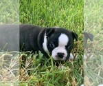 Small Photo #6 Boston Terrier Puppy For Sale in SOMERVILLE, TX, USA