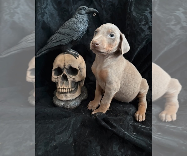 Medium Photo #4 Doberman Pinscher Puppy For Sale in YUCCA VALLEY, CA, USA