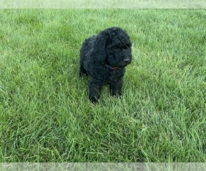 Goldendoodle Puppy for sale in PRINCETON, IA, USA