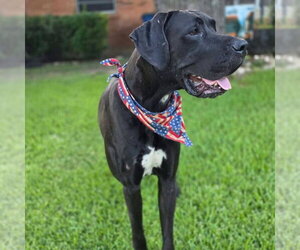 Red - Male Great Dane Dog for Adoption - Photo #5
