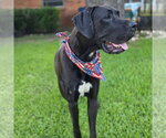 Small Photo #5 Great Dane Puppy For Sale in Bullard, TX, USA