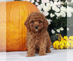 Poodle (Toy) Puppy for sale in GORDONVILLE, PA, USA
