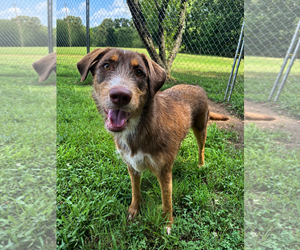 Australian Shepherd-Unknown Mix Dogs for adoption in Pacolet, SC, USA