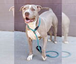 Small American Pit Bull Terrier Mix