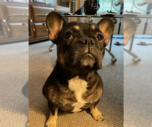 French Bulldog Dogs for adoption in SCHENECTADY, NY, USA
