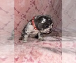 Small Photo #4 French Bulldog Puppy For Sale in CITRUS HEIGHTS, CA, USA