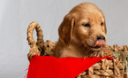 Small Photo #22 Golden Retriever Puppy For Sale in EX SPGS, MO, USA