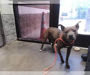 Mutt Dogs for adoption in Tulsa, OK, USA