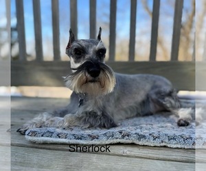 Father of the Schnauzer (Miniature) puppies born on 06/15/2025
