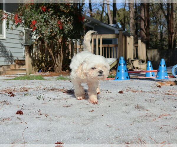 Medium Photo #8 Mal-Shi Puppy For Sale in Spring Lake, NC, USA