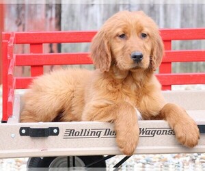 Golden Irish Puppy for sale in JONES, MI, USA