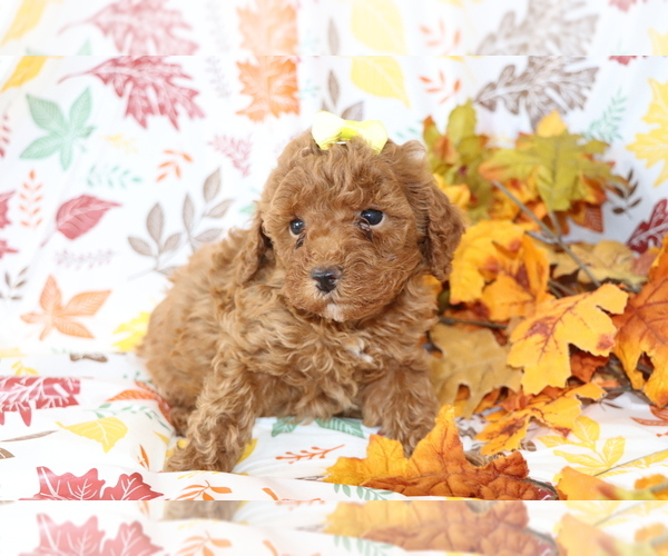 Medium Photo #3 Poodle (Miniature) Puppy For Sale in SHILOH, OH, USA