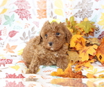 Small #2 Poodle (Miniature)