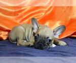 Small #2 French Bulldog