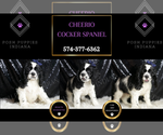 Small Photo #18 Cocker Spaniel Puppy For Sale in WARSAW, IN, USA
