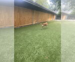 Small #1 Mutt