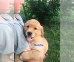 Small #2 Golden Retriever