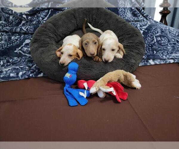Medium Photo #1 Dachshund Puppy For Sale in RICHMOND, TX, USA