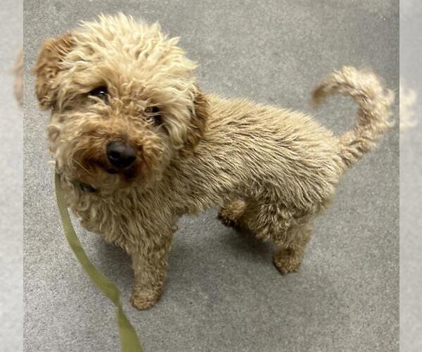 Medium Photo #1 Poodle (Miniature)-Unknown Mix Puppy For Sale in HESPERIA, CA, USA