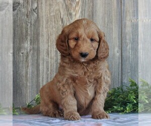 Goldendoodle-Poodle (Miniature) Mix Puppy for sale in HONEY BROOK, PA, USA