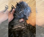 Small #5 Schnauzer (Giant)