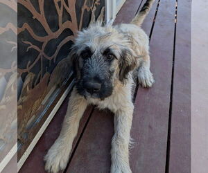 Bouvier Des Flandres-Great Pyrenees Mix Dogs for adoption in Lafayette, CA, USA